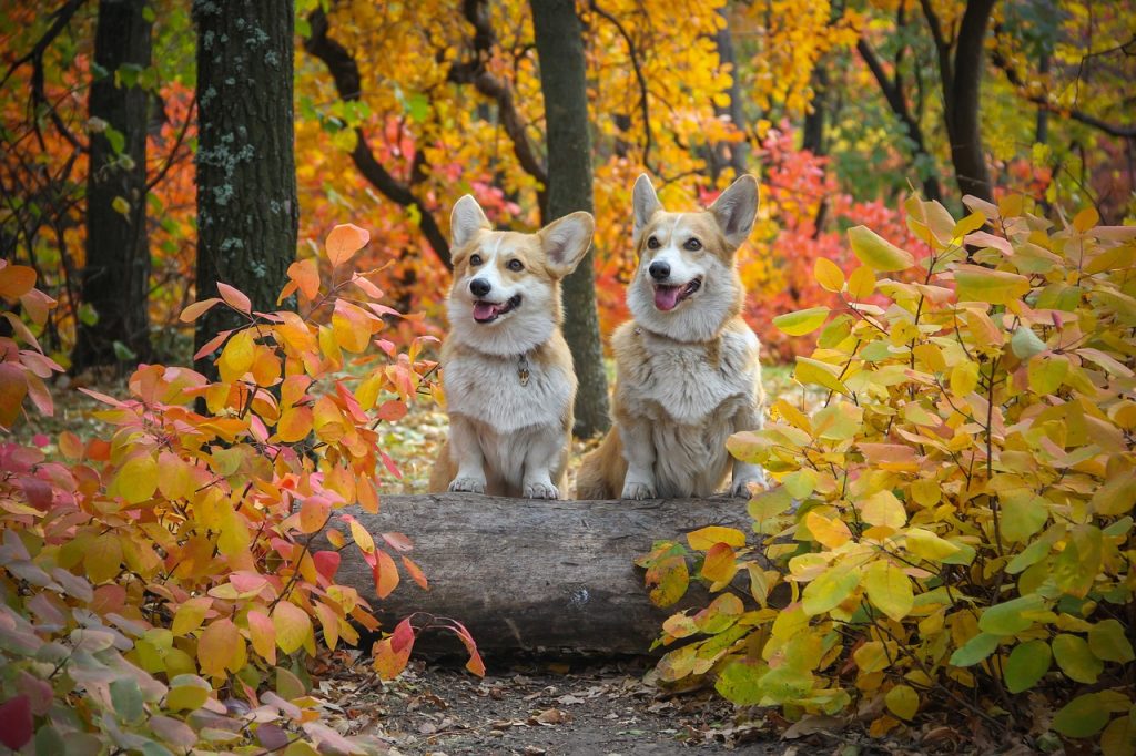 Dog Poop Pickup in Brownstown Twp Michigan