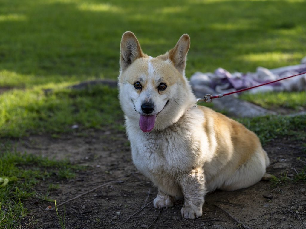 Dog Poop Pickup in Brownstown Twp Michigan