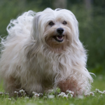 Dog Poop Pickup in Brownstown Twp Michigan