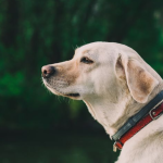 Dog Poop Pickup in Brownstown Twp Michigan