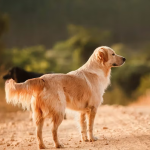 Dog Poop Pickup in Brownstown Twp Michigan