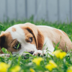 Dog Poop Pickup in Brownstown Twp Michigan