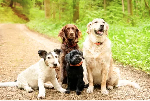 Dog Poop Pickup in Brownstown Twp Michigan