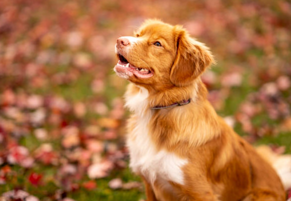 Dog Poop Pickup in Brownstown Twp Michigan